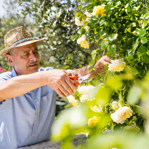 Forbice Inox 19 - Ideale per Giardino e Raccolta dell'Uva- 332