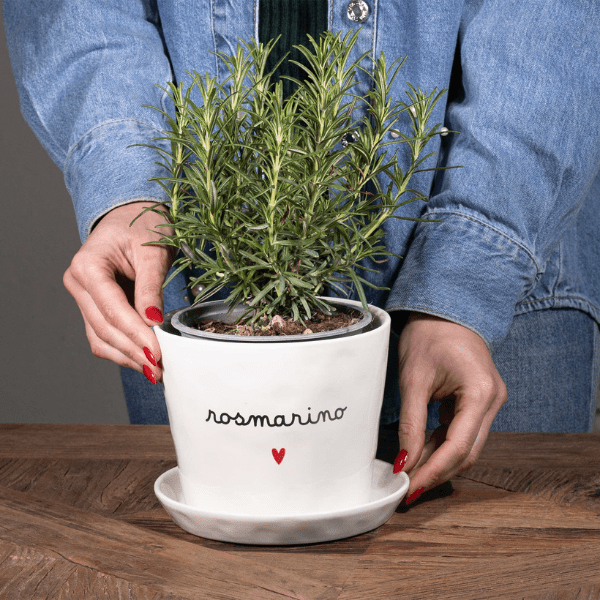 Vaso - Rosmarino cuore 15x12 cm