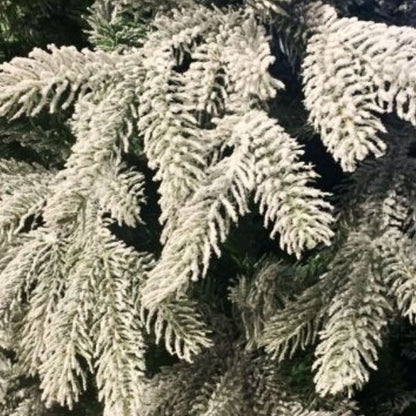 Albero di Natale Oregon Sundall Ghiacciato 180 cm