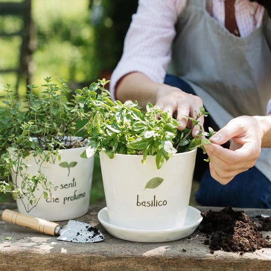 Vaso - Scritta: Basilico 15x12cm