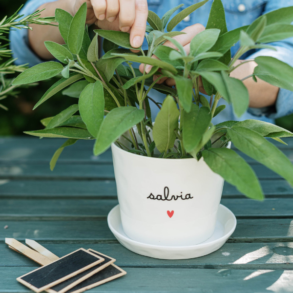 Vaso - Salvia cuore 15x12cm