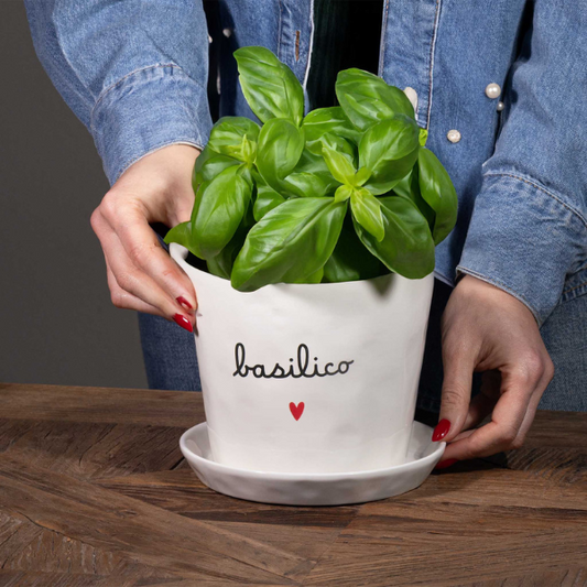 Vaso - Basilico cuore 15x12cm